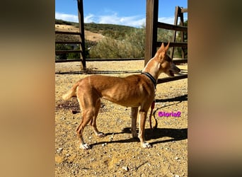 Gloria2 geb. 05/2023 (ESP) - liebe und intelligente Podenca wünscht sich ein liebevolles Zuhause!