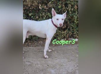 Cooper3 geb. 03/2022 (ESP) - lieber, aktiver und anhänglicher Podenco-Bub sucht ein Zuhause!