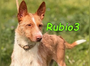 Rubio3 geb. 12/2024 (ESP) - freundlicher, kleiner Podenco-Rüde sucht sein Körbchen!