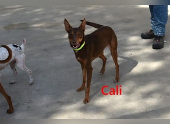 Cali geb. 05/2024 (ESP) - sehr süße, freundliche und menschenbezogene Podenco Orito Hündin!