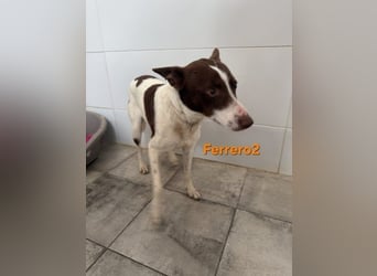 Ferrero geb. 05/2024 (ESP) - ausgeglichener, aufmerksamer Podenco!