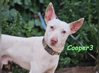 Cooper3 geb. 03/2022 (ESP) - lieber, aktiver und anhänglicher Podenco-Bub sucht ein Zuhause!