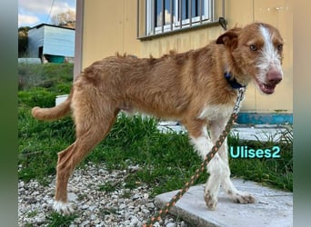 Ulises2 geb. 05/2025 (ESP) - fröhlicher und menschenbezogener Podenco Welpe sucht eine Familie!