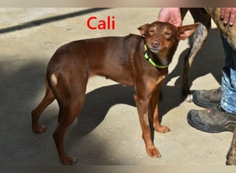 Cali geb. 05/2024 (ESP) - sehr süße, freundliche und menschenbezogene Podenco Orito Hündin!