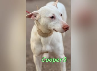 Cooper3 geb. 03/2022 (ESP) - lieber, aktiver und anhänglicher Podenco-Bub sucht ein Zuhause!