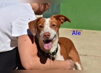 Ale, geb. 04/2021 (ESP) Freundlicher und Verschmuster Rüde sucht sein Glück