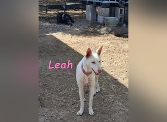 Leah geb. 07/2025 (ESP) - unkompliziert und wahnsinnig süß!