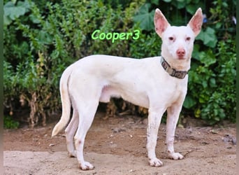 Cooper3 geb. 03/2022 (ESP) - lieber, aktiver und anhänglicher Podenco-Bub sucht ein Zuhause!