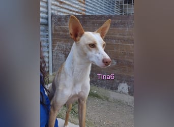 Tina6 geb. 09/2023 (ESP) - aktive, fröhliche, edle und sehr liebe Podenca sucht ein Zuhause!