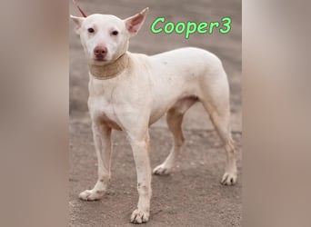 Cooper3 geb. 03/2022 (ESP) - lieber, aktiver und anhänglicher Podenco-Bub sucht ein Zuhause!