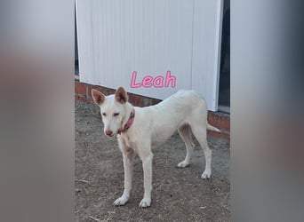 Leah geb. 07/2025 (ESP) - unkompliziert und wahnsinnig süß!
