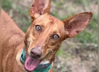 Yara2 geb. 05/2025 (ESP) - verspielte, wunderschöne Podenca sucht ihr Zuhause!