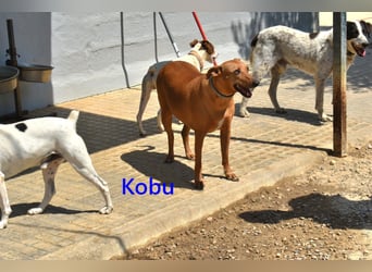 Kobu geb. 08/2023 (ESP) - menschenbezogener, wundervoller Podenco!
