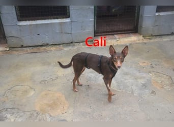 Cali geb. 05/2024 (ESP) - sehr süße, freundliche und menschenbezogene Podenco Orito Hündin!