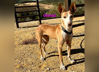 Gloria2 geb. 05/2023 (ESP) - liebe und intelligente Podenca wünscht sich ein liebevolles Zuhause!
