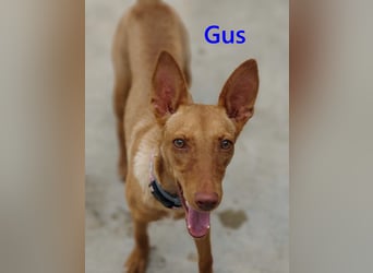 Gus geb. 01/2025 (ESP) - verspielter, fröhlicher und verschmuster, junger Podenco!
