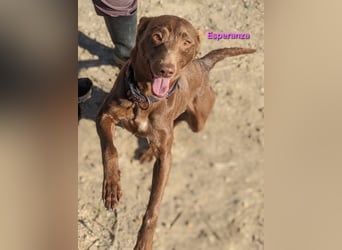 Esperanza geb. 10/2023 (ESP) - menschenbezogene und liebevolle kleine Podenca wartet auf Dich!