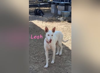 Leah geb. 07/2025 (ESP) - unkompliziert und wahnsinnig süß!