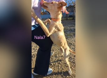 Nala7 geb. 11/2024 (ESP) - fröhliche und verschmuste Podenco Maus sucht ihre eigene Familie!