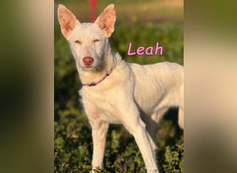 Leah geb. 07/2025 (ESP) - unkompliziert und wahnsinnig süß!