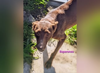 Esperanza geb. 10/2023 (ESP) - menschenbezogene und liebevolle kleine Podenca wartet auf Dich!