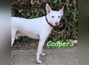 Cooper3 geb. 03/2022 (ESP) - lieber, aktiver Podenco der Kinder liebt!