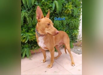 Odin4 geb. 01/2024 (ESP) - liebenswerter, edler und sanfter Podenco!