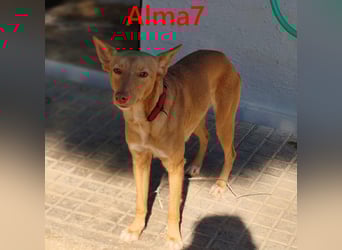 Alma7 geb. 06/2024 (ESP) - sanfte und sehr liebe Podenca!