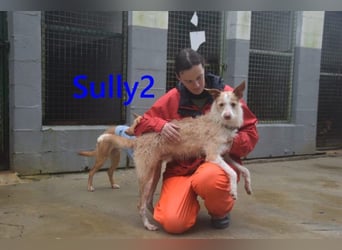 Sully2 geb. 02/2025 (ESP) - süßer Podenco-Rüde sucht dringend ein ruhiges + liebevolles Zuhause!