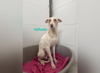 Raffaello geb. 02/2024 (ESP) - feiner, sensibler Podenco sucht sein Körbchen!