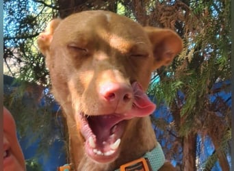 Mango geb. 07/2024 (ESP) - neugieriger und fröhlicher, tapferer Podenco!