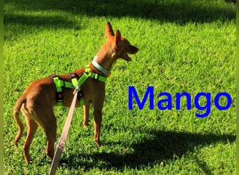 Mango geb. 07/2024 (ESP) - neugieriger und fröhlicher, tapferer Podenco!