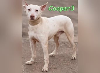 Cooper3 geb. 03/2022 (ESP) - lieber, aktiver Podenco der Kinder liebt!