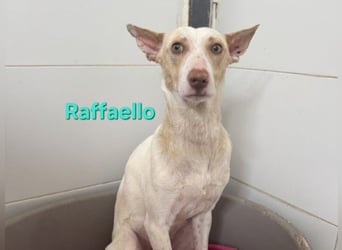 Raffaello geb. 02/2024 (ESP) - feiner, sensibler Podenco sucht sein Körbchen!