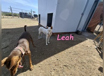 Leah geb. 07/2025 (ESP) - unkompliziert und wahnsinnig süß!
