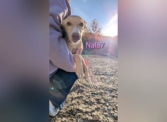Nala7 geb. 11/2024 (ESP) - fröhliche und verschmuste Podenco Maus sucht ihre eigene Familie!