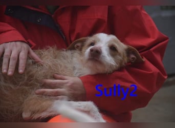 Sully2 geb. 02/2025 (ESP) - süßer Podenco-Rüde sucht dringend ein ruhiges + liebevolles Zuhause!
