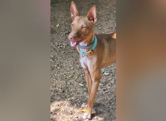 Mango geb. 07/2024 (ESP) - neugieriger und fröhlicher, tapferer Podenco!