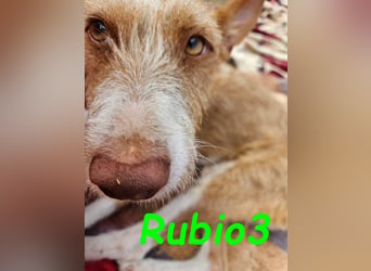 Rubio3 geb. 12/2024 (ESP) - freundlicher, kleiner Podenco-Rüde sucht sein Körbchen!