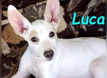 Luca2 geb. 01/2026 (ESP) - wunderschöner Podencojunge sucht dringend einen Platz!