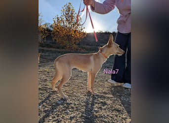 Nala7 geb. 11/2024 (ESP) - fröhliche und verschmuste Podenco Maus sucht ihre eigene Familie!