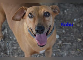 Kobu geb. 08/2023 (ESP) - menschenbezogener, wundervoller Podenco!