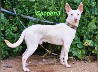 Cooper3 geb. 03/2022 (ESP) - lieber, aktiver und anhänglicher Podenco-Bub sucht ein Zuhause!