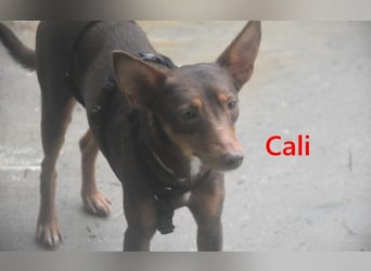 Cali geb. 05/2024 (ESP) - sehr süße, freundliche und menschenbezogene Podenco Orito Hündin!