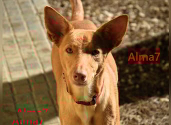 Alma7 geb. 06/2024 (ESP) - sanfte und sehr liebe Podenca!