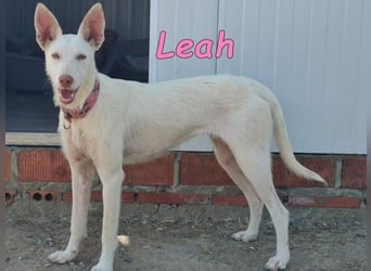 Leah geb. 07/2025 (ESP) - unkompliziert und wahnsinnig süß!