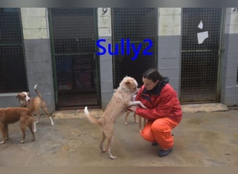 Sully2 geb. 02/2025 (ESP) - süßer Podenco-Rüde sucht dringend ein ruhiges + liebevolles Zuhause!