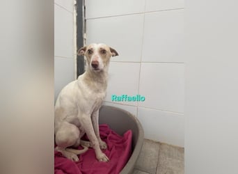 Raffaello geb. 02/2024 (ESP) - feiner, sensibler Podenco sucht sein Körbchen!