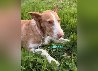 Ulises2 geb. 05/2025 (ESP) - fröhlicher und menschenbezogener Podenco Welpe sucht eine Familie!