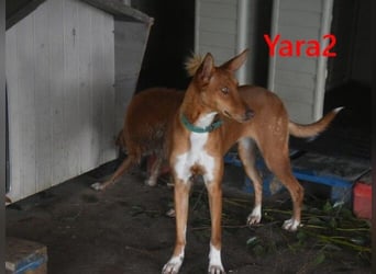 Yara2 geb. 05/2025 (ESP) - verspielte, wunderschöne Podenca sucht ihr Zuhause!
